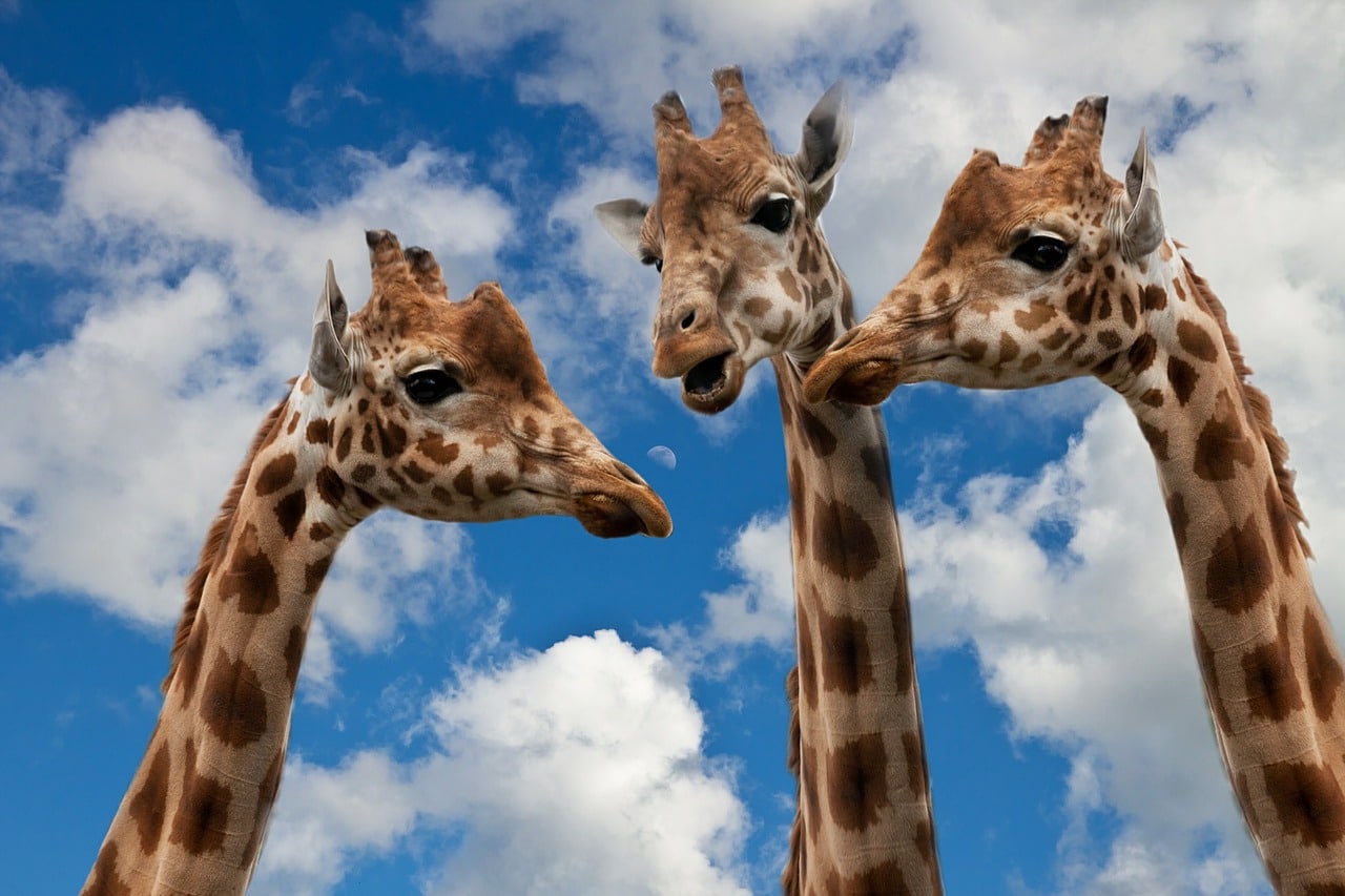 https://w.horasis.org/wp-content/uploads/giraffes-627031_1280.jpg